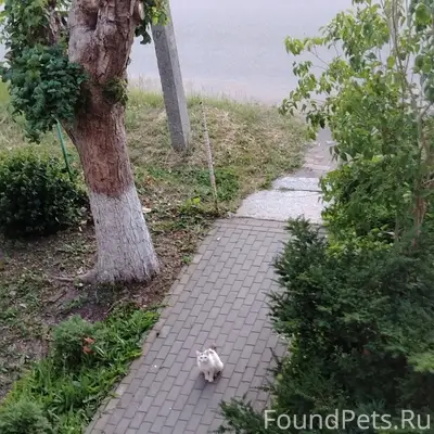 Найден котик, Черняховск, конец ул. Пушкина