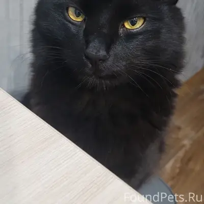 Потерялся кот