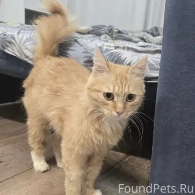 Найдена кошка, нуждается в новом доме