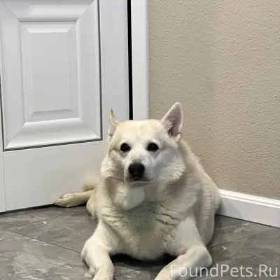 Пропал пёс Умка, деревня Шуйская Чупа