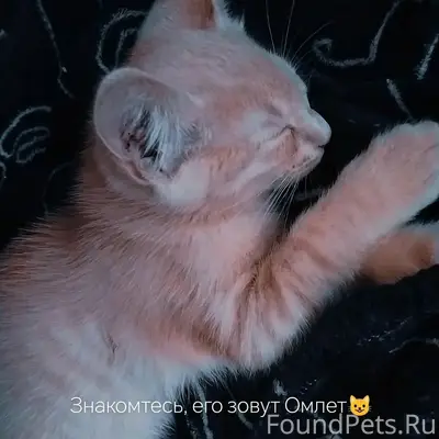 Пропал рыжий котёнок Амлет, район МСО