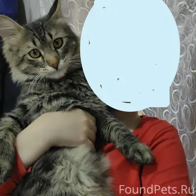 Пропал кот Симба, Ленинский район