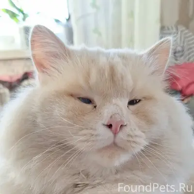 Пропал кот, Боково