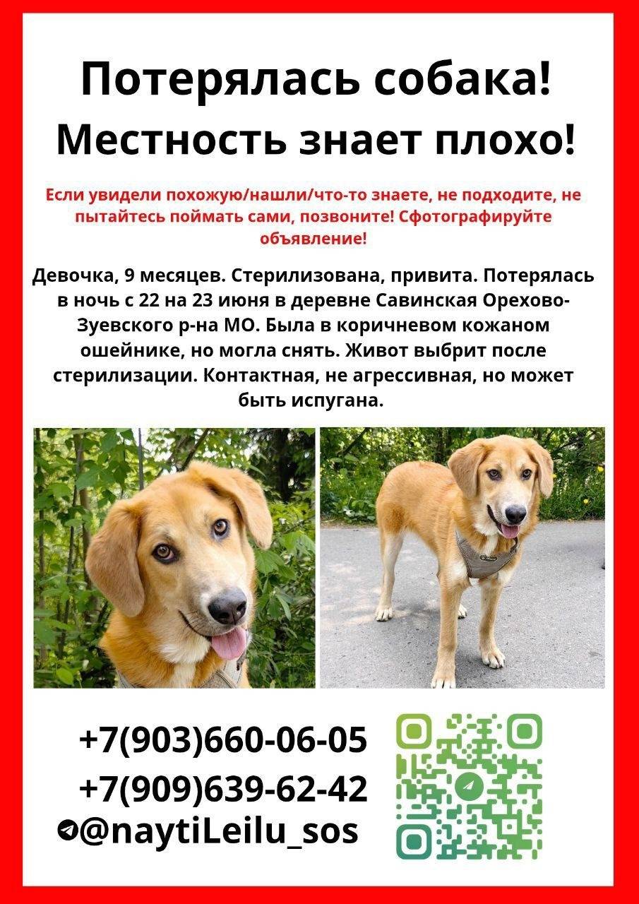 Пропала собака, деревня Савинская Орехово-Зуевского района