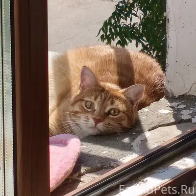 Пропала кошка Ася, район Полиграф