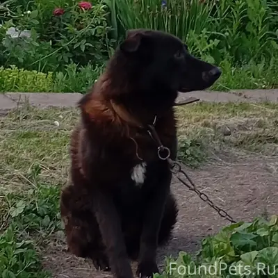 Пропал крупный чёрный пёс Ричард