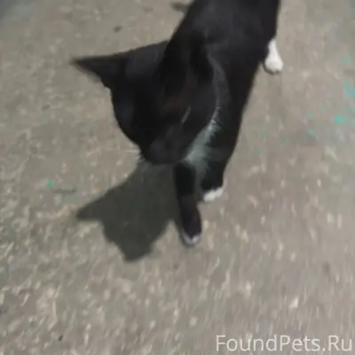 Найден молодой кот, дом Космонавтов 42/1