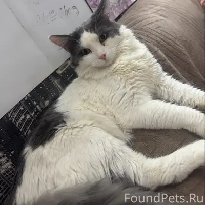 Пропал кот, 1-й Есаульский