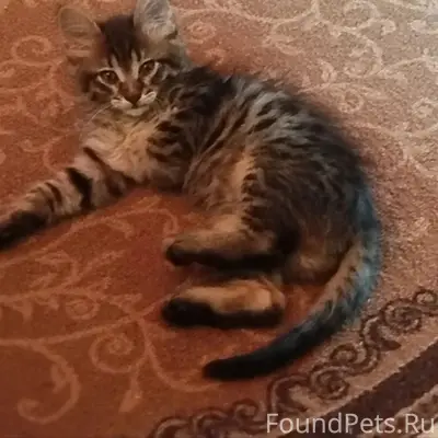 Пропал котёнок Марсик, ул. Ленина
