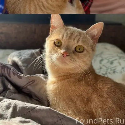 Пропала кошка Стеша, линейный переулок