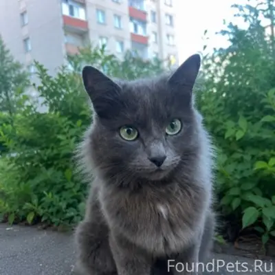 Найдена породистая кошка, парк