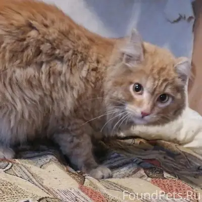 Найден кот с коротким ухом, Кировский район