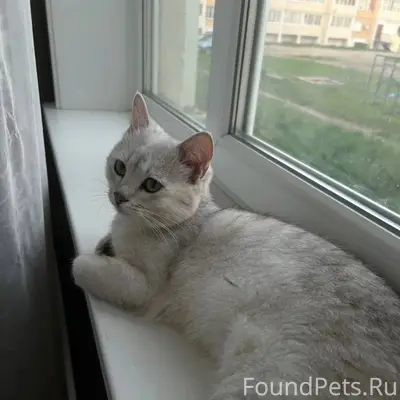 Пропал кот, припарковой район