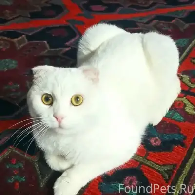 Пропала вислоухая Ася, Нижний Ольшанец