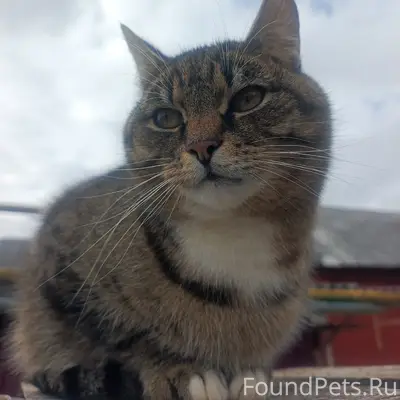Пропал кот, улица Рыбинская
