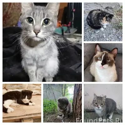 Найдены кошки, Вип Боровский