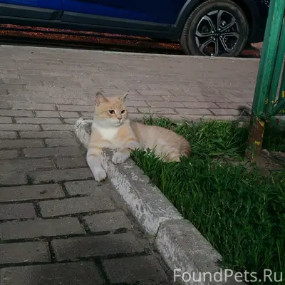 Найден рыжий кот, Дериглазова
