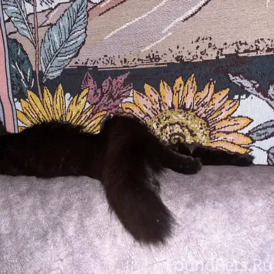 Пропала чёрная кошка Шкода, Калуга