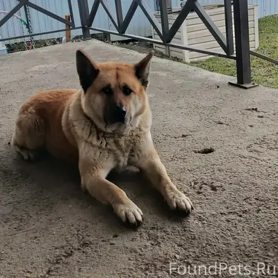 Пропала собака, д. Нижнее Велино