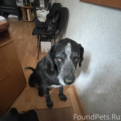 Пропала собака, район КФУ