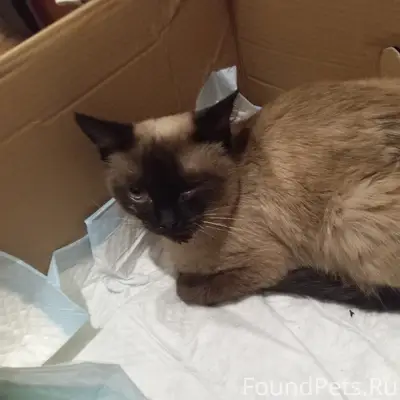 Найдена кошка, ул. Красноармейская