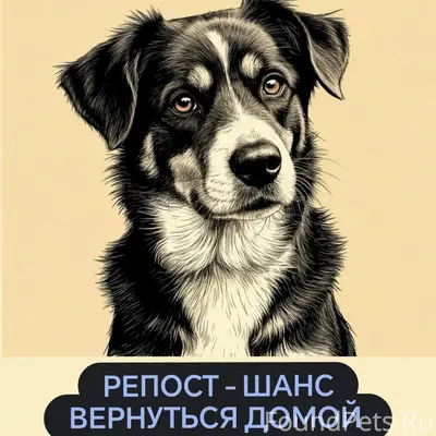 Пропал метис овчарки и алабая Граф, Заводской район