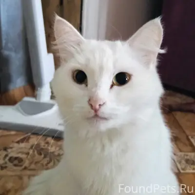 Пропала кошка Муся, район пер. Бубнова