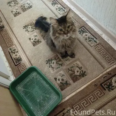 Пропал сибирский кот, 5 мкр