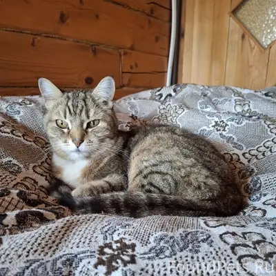 Пропала кошка