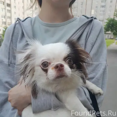 Найден метис Русалина, Наседкина, 5