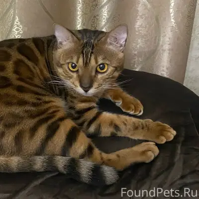 Пропал бенгальский кот, Новосадовый