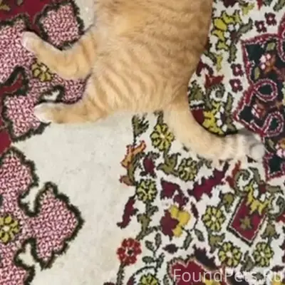 Друзья, у нас беда — пропал наш любимый кот Марсик.