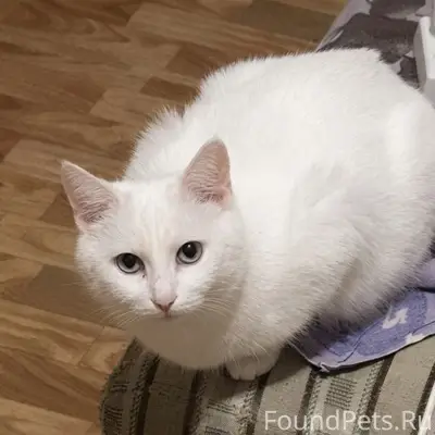 Пропала кошка Баги, улица Мазурова