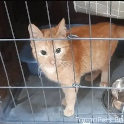 Найден котёнок, Северск