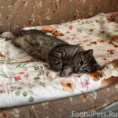 Пропала кошка Муся, Вологодская 81/1