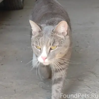 Найден кот, 18 мкр