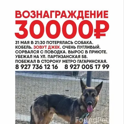 Пропал пёс Джек, район Партизанской