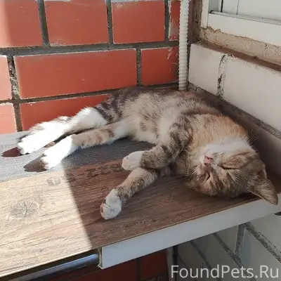 Найдена трехцветная кошка, Вологда