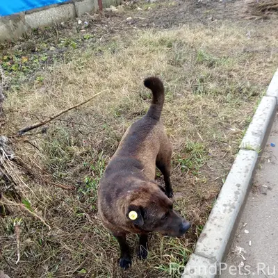 Пропал Рэм, собака