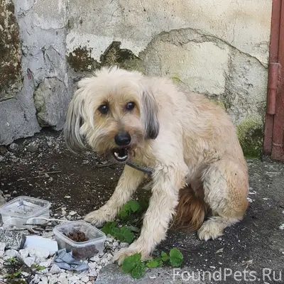 Найден щенок, район пл. Пирогова