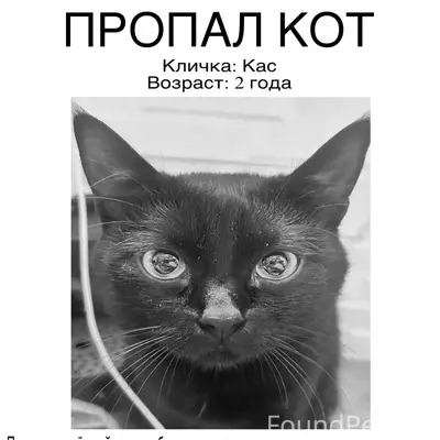 Пропал чёрный кот Кас, Красногвардейский район