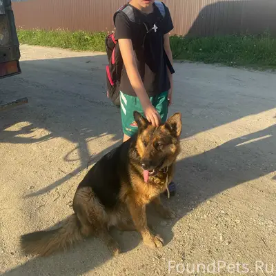 Найдена собака, срочно ищем хозяев