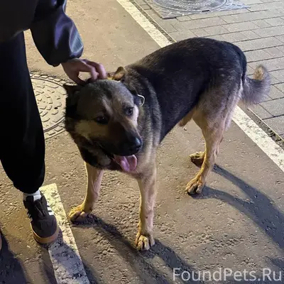 Пропала овчарка, ЮВАО, Москва