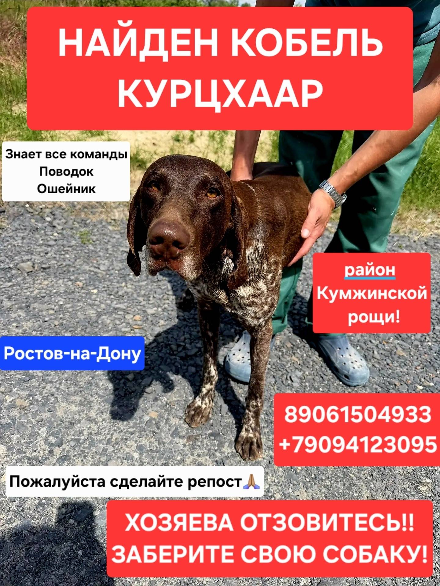Найден Курцхаар, район Кумжинской рощи, Ростов-на-Дону