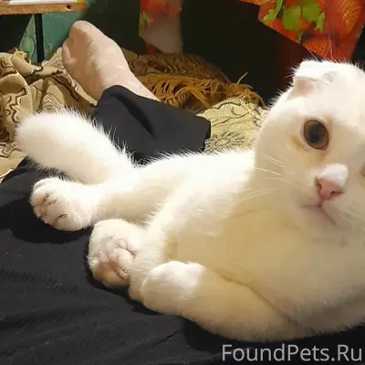 Пропал котик. Зовут Инний