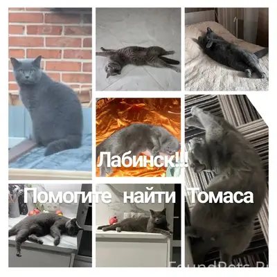 Пропал кот Томас, Лабинск
