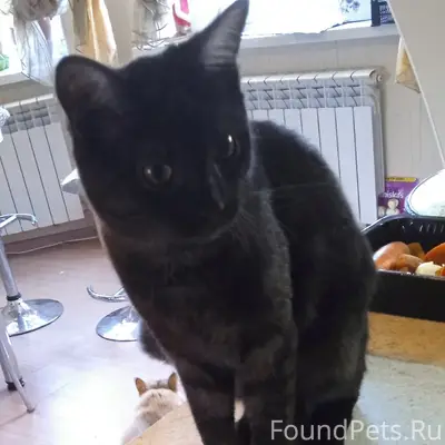 Пропал кот, Колычёво
