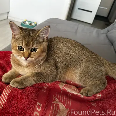 Пропал британский котёнок Изюм, район Ленина 16