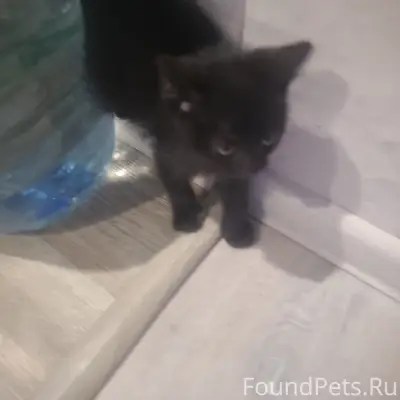 Найдена чёрная кошечка, Соцгород