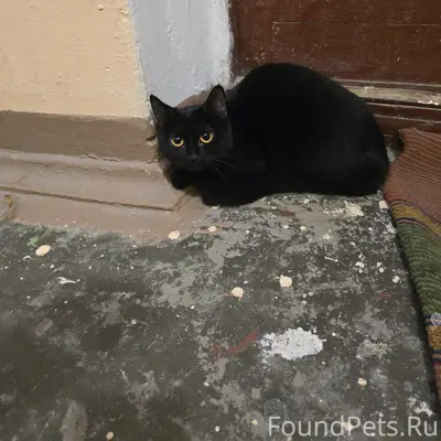 Найдена черная кошка